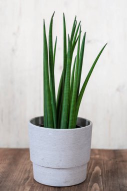 Sansevieria cylindrica Straight - Snake Plant Care, clean air plant clipart