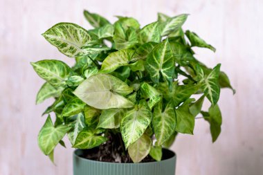 Syngonium podophyllum. houseplant with yellow stripes on green leaves. clipart