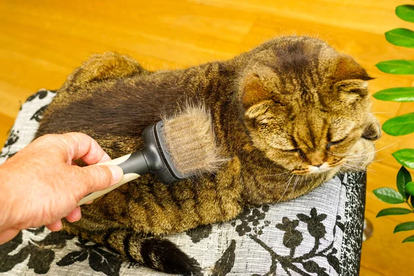 Combing fur of a cat with brush, taking care of pet removing hair at home, grooming animals, combing fur, full brush