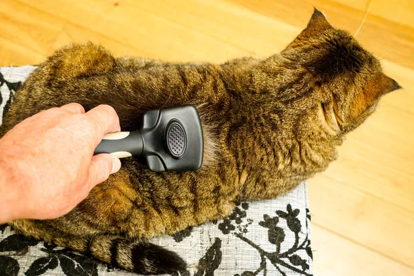 Combing fur of a cat with brush, taking care of pet removing hair at home, grooming animals, combing fur