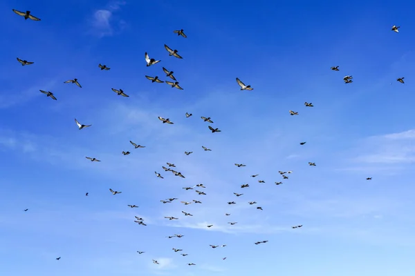 Troupeau Pigeons Battant Des Ailes Volant Sur Fond Bleu Ciel — Photo
