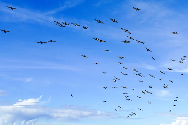 Flock of pigeons flapping wings flying against a blue sky background