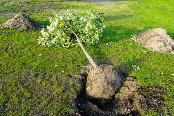 Νέο Μεγάλο Δένδρο Κοντά Μια Σκαμμένη Τρύπα Πριν Από Φύτευση — Φωτογραφία Αρχείου