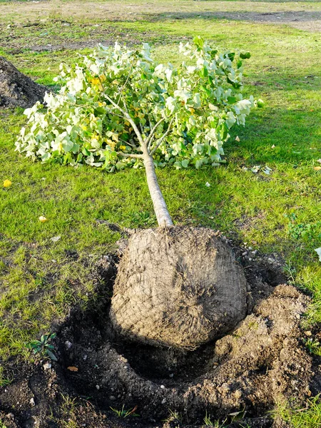 Ekmeden önce bir çukur yakınında yeni büyük ağaç bitkisi, kentsel ağaç dikme ve peyzaj, ekolojik konsept