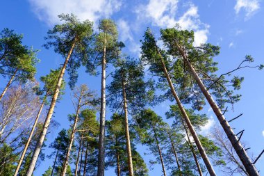 Beyaz bulutlu mavi gökyüzünün arka planında her zaman yeşil olan çam ağaçları, tepeden tırnağa perspektif