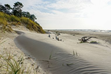 Baltık Denizi kıyısındaki kum tepelerindeki rüzgarla dalgalanan kum dokusu kumsaldaki yivli kum dalgaları.