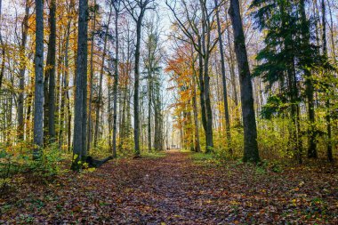 Eski tarz park merkezi yağmurlu bir sonbahar gününde yapraklarla kaplı, boş bir perspektif, sonbahar manzarası