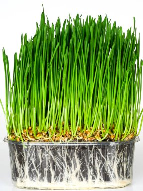 Fresh green wheat germ with white roots and black soil in a transparent plastic pot, germinated grains of wheat