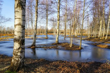 Beautiful early spring landscape with white birch trunks in ice-covered flood water, European wild nature
