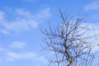 Willow, Salix caprea, mavi gökyüzü arka planında kabarık söğüt çiçekleri olan dallar, baharın erken saatlerinde doğanın uyanışı, Paskalya, Palm Sunday