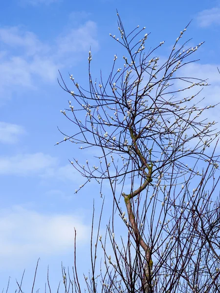 サリックスの岬 青い空の背景にふわふわの柳の花の枝 早春の自然の目覚め イースター パーム日曜日 — ストック写真