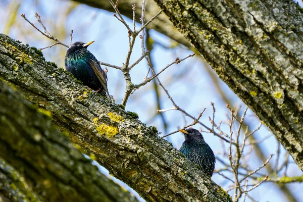 早春的时候 两只普通的小鸟坐在树枝上互相望着 蓝色的天空背景 — 图库照片
