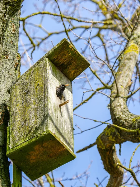 早春の鳥の生活 ヨーロッパの一般的な木造の鳥の家 青空の背景の入り口に輝く — ストック写真