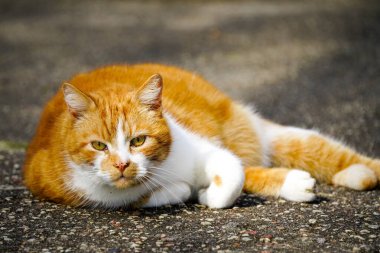 Güzel bir kestane ve beyaz evsiz kedi şehir ortamında asfaltta yatıyor.