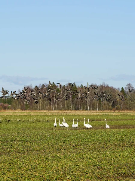 早春の鳥の生活 農業分野で野生のガチョウの群れと白い白鳥の群れ 青空の背景 — ストック写真