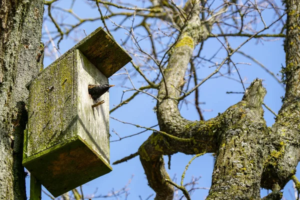 Vogelwelt Zeitigen Frühling Europäischer Stare Eingang Eines Hölzernen Vogelhauses Blauer — Stockfoto