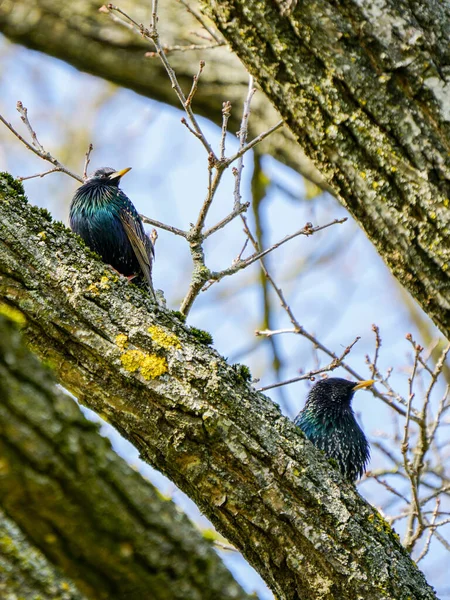 Bird Life Early Spring Two Common Starlings Sit Tree Branch — Stock Photo, Image