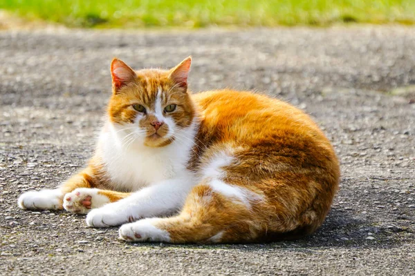 Güzel bir kestane ve beyaz evsiz kedi şehir ortamında asfaltta yatıyor.