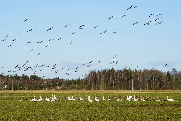Vida Las Aves Principios Primavera Una Bandada Gansos Salvajes Cisnes — Foto de Stock