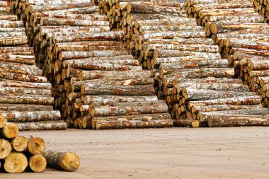 Büyük ve uzun huş ağacı kütükleri, ihracat için kereste endüstrisi deposu kontrplak endüstrisi, gezegenin ormansızlaşması...