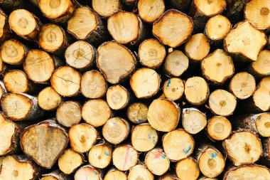 Kesik bir ağacın arkaplan resmi, doğal ahşap zemin, kereste kesimi, kereste toplama, gezegenin ormansızlaşması.