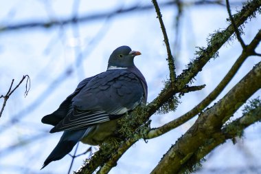Avrupa güvercini, columba oenas, ormandaki bir liken dalında doğal bir yaşam alanı, mavi gökyüzü arka planı