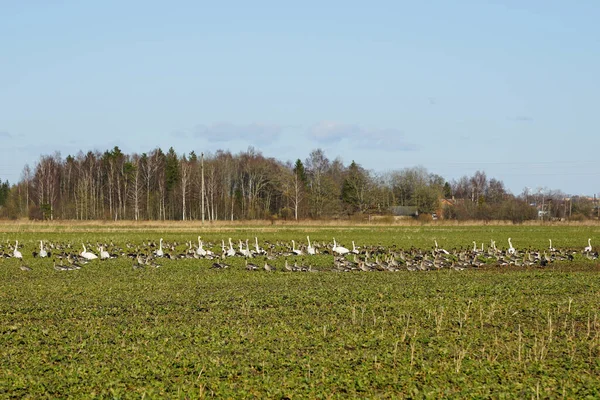 Vida Las Aves Principios Primavera Una Bandada Gansos Salvajes Cisnes — Foto de Stock