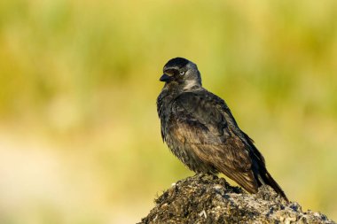 Batı karga, Corvus monedula, Avrasya kargası, Avrupa kargası ya da Baltık kıyılarında oturan karga kuşu olarak da bilinir.