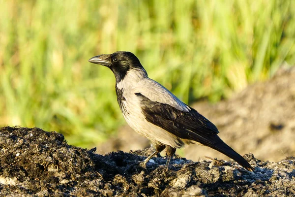 Kapüşonlu karga, Corvus karga, gri karga, Baltık kumsalında deniz yosunlarıyla güzel bir profil portresi