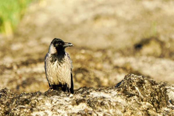 Kapüşonlu karga, Corvus karga, gri karga, Baltık kumsalında deniz yosunlarıyla güzel bir profil portresi