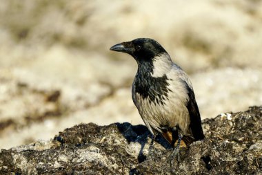 Kapüşonlu karga, Corvus karga, gri karga, Baltık kumsalında deniz yosunlarıyla güzel bir profil portresi