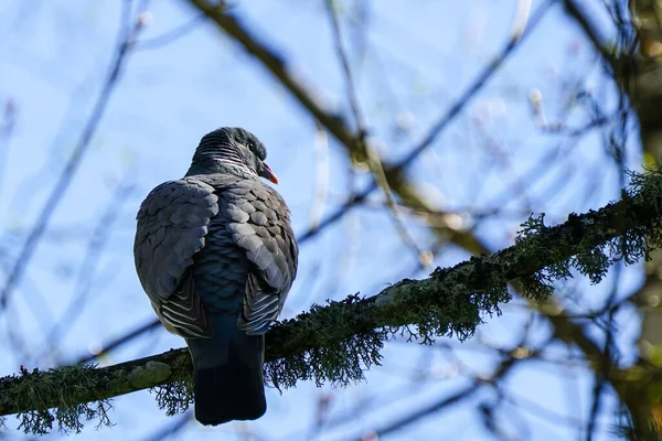 European Stock Dove Columba Oenas Natural Habitat Lichen Tree Branch — Stock Photo, Image