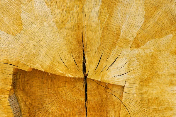 有機木材年輪のテクスチャと亀裂 成長リングとカットログの断面を持つ古い厚い木製のオークトランクカット表面 — ストック写真