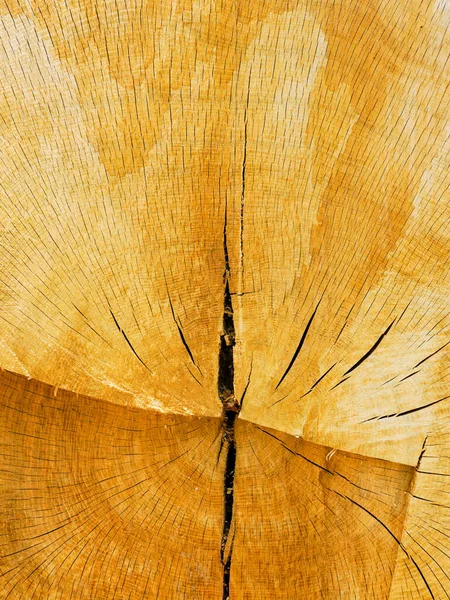 带有有机木材年轮结构和裂缝的旧厚木制橡木树干切割表面 带有生长圈的切割圆木的横截面 — 图库照片