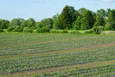 Açık gökyüzünün altında taze salatalık yetiştirmek, tarlalarda salatalık yetiştirmek, organik sebzeler yetiştirmek.