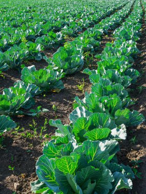Sıralarda taze yetişen yeşil yapraklı lahana tarlası, organik başlı lahana tarlası.