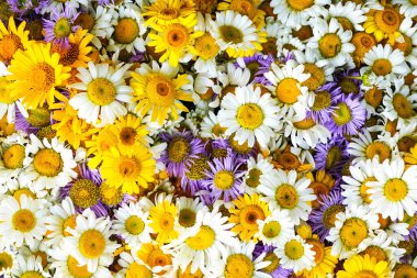 Renkli beyaz, sarı, menekşe ve mor papatya çiçekleri.