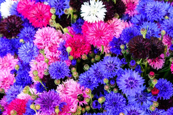 Різнокольоровий Фон Кукурудзяними Квітами Блакитними Фіолетовими Рожевими Бордовими Білими Квітами — стокове фото