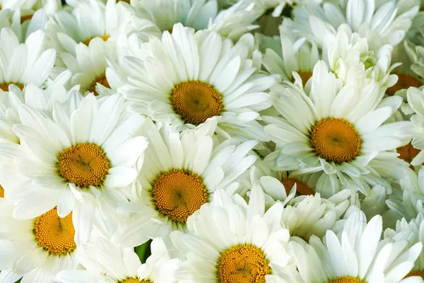 White daisy flowers background, flowering of daisies, blooming oxeye daisies, Leucanthemum vulgare