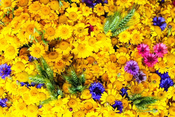 Beautiful multicolour wildflower background with yellow daisies, blue, pink and purple cornflowers and ears of rye