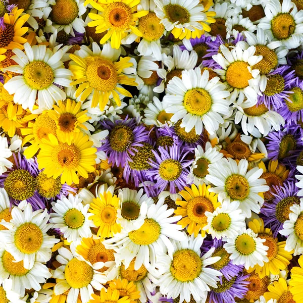 Veelkleurig Gevlekt Wit Geel Violet Paars Madeliefjes Bloemen Achtergrond — Stockfoto