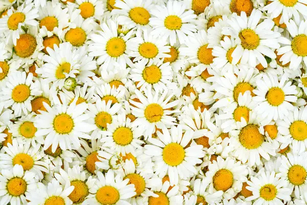 Wild white daisy flowers background, white chamomiles, common daisy, dog daisy, daisies, oxeye daisy, Leucanthemum vulgare