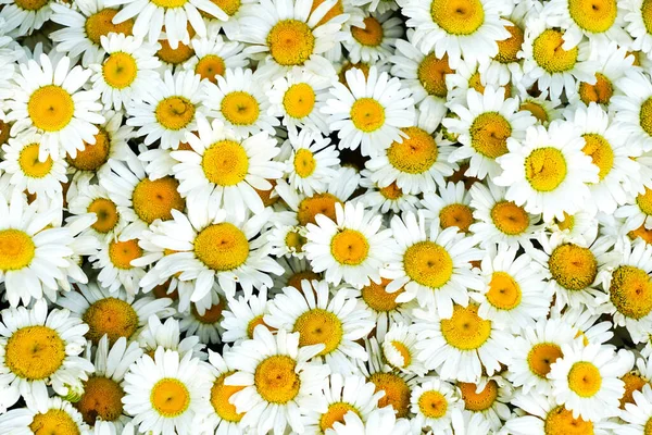 Divoké Bílé Sedmikrásky Květiny Pozadí Bílé Heřmánky Společné Sedmikrásky Pes — Stock fotografie