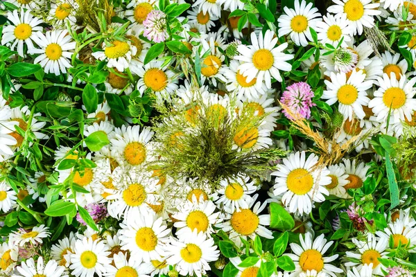 Summer meadow wildflower background, white daisies, clover flowers, beautiful wildflower bouquet