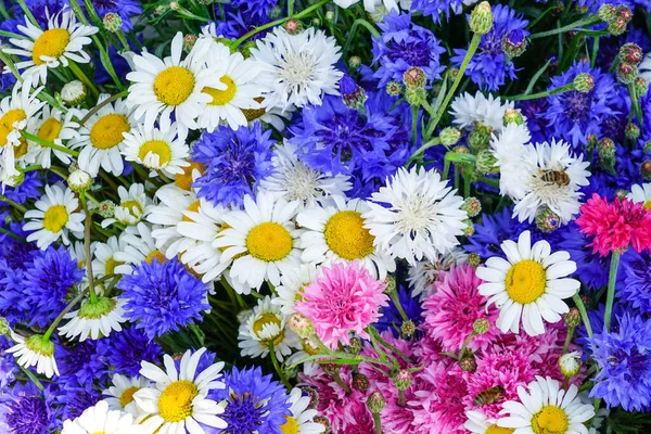 Bright different color wildflower background, white daisies, blue, pink and purple cornflowers