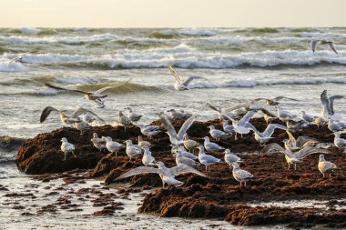 Baltık Denizi kıyısındaki bir martı sürüsü, karaya vurmuş deniz yosunları ve yaban kuşları üzerinde yiyecek arıyor.