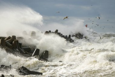 Kıyı fırtınası, yüksek dalgalar beyaz lekeli liman dalgalarının beton tetrapodlarına çarpar.