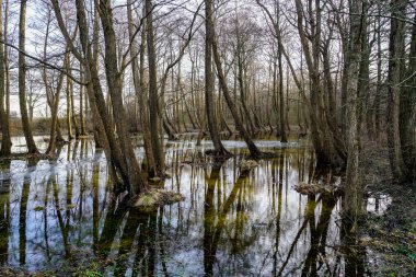 Sudaki park ağaçları, sonbahar ve kış mevsiminde taşan ağaç kökleri, yükselen su seviyesi, ekolojik sorun, iklim değişikliği, ekosistem dengesi