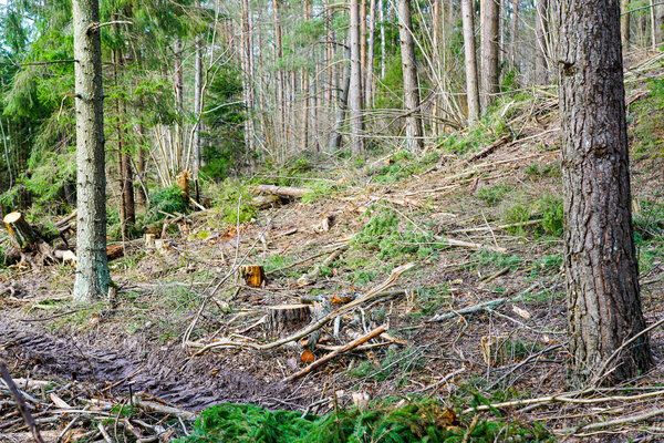 Many tree branches on the ground in the forest after sanitary felling trees, raw chipping material, forestry