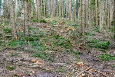Many tree branches on the ground in the forest after sanitary felling trees, raw chipping material, forestry clipart